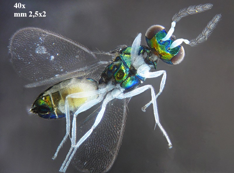 Phyllonorycter su ontano con parassitoidi
